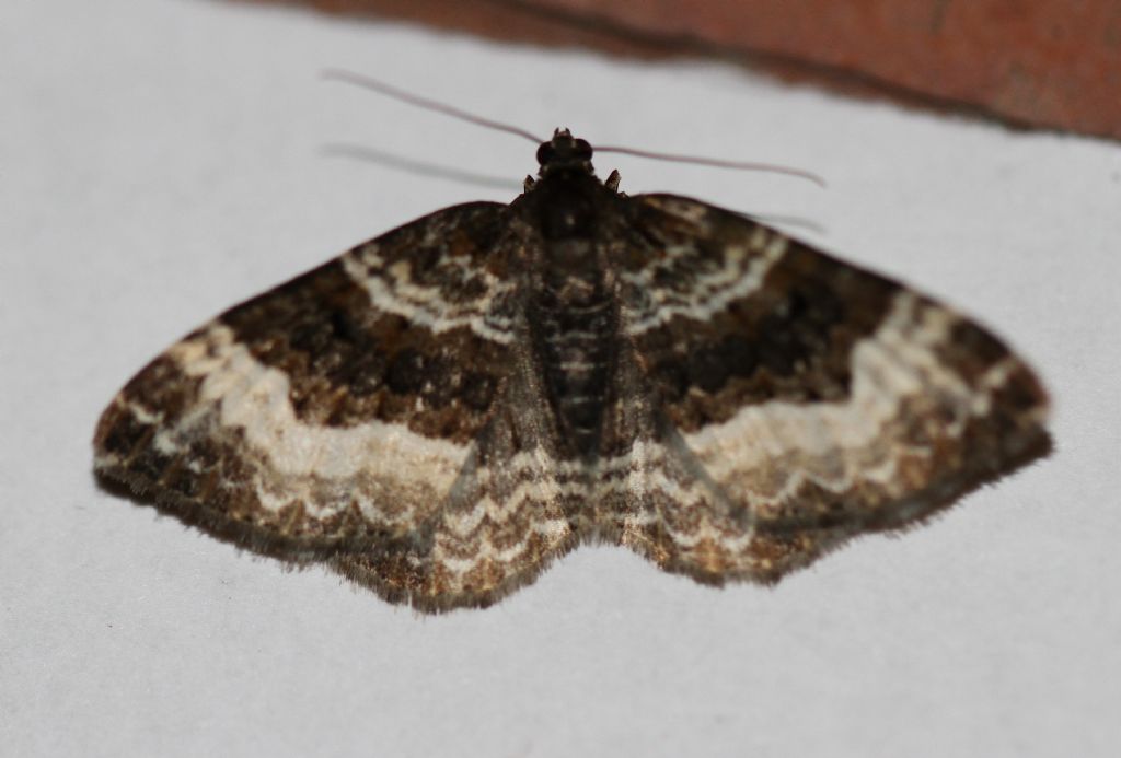 Id falena